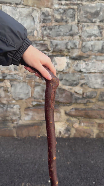 Blackthorn Walking Stick with Large L Handle – 101 cm (39.7”)