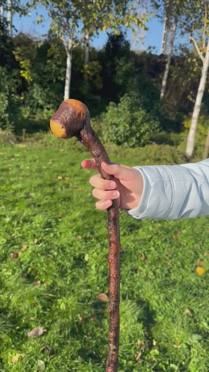 Blackthorn Walking Stick with Round Handle - 95 cm / 37.4 inches