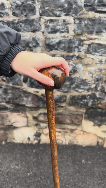 Sold - Hazel Walking Stick with Large Knob Head – 103 cm (40.5”)