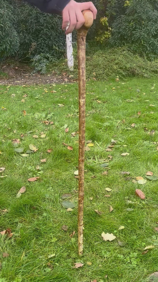 Hazel Walking Stick with Round Handle 97 cm / 38 inches