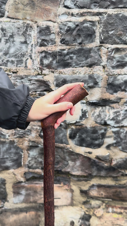 Blackthorn Walking Stick with 45° Handle – 109 cm (42.9”)