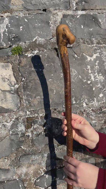 Hazel Knob Walking Stick – 106 cm / 42 inches