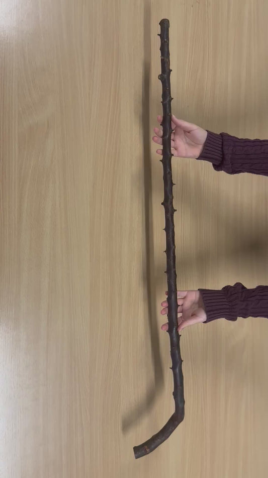 Light Thorny Blackthorn Stick with L Handle – 100cm