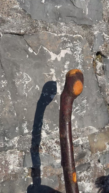 Raspy Shaft Blackthorn Shillelagh - 96 cm (37")