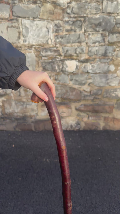 Blackthorn Walking Stick with Small Knob Handle – 98 cm (38.5”)