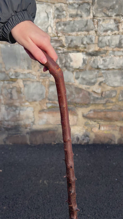 Blackthorn Walking Stick with 45° L Handle – 90 cm (35.4”)