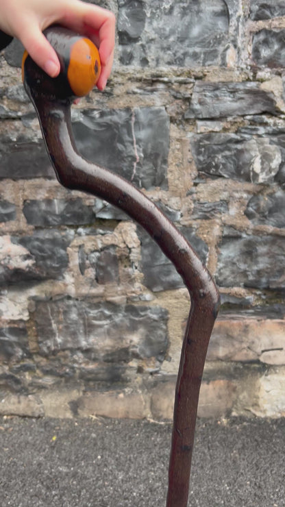 Unique Twisted Blackthorn Walking Stick – 101 cm (39.7”)