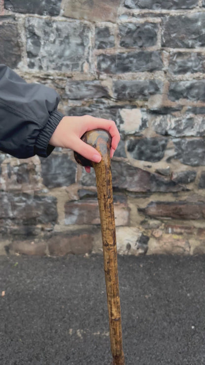 Hazel Walking Stick with Large Dark-Finished Knob Head – 100 cm (39.4”)