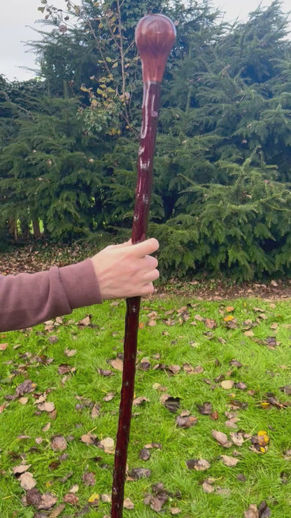 Blackthorn Stick with Spalted Beech Head – 39.5”