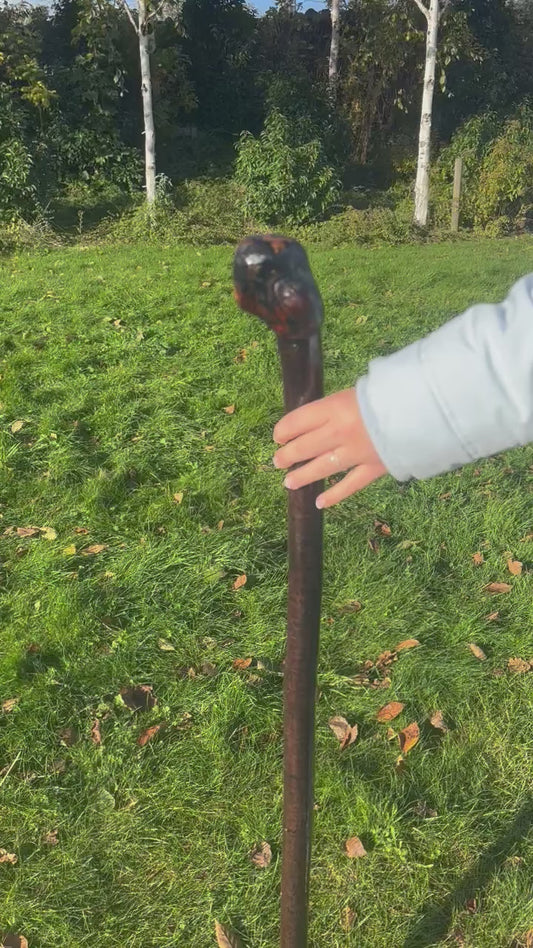 Blackthorn Walking Stick with Round Handle - 102 cm / 40 inches