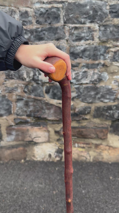 Sold - Blackthorn Walking Stick with Large T-Style Handle – 102 cm (40.1”)