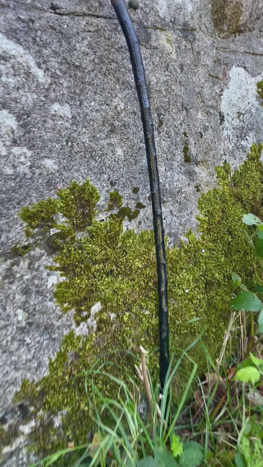 Blackthorn walking stick with knob and curve held in a hand in front of a grey stone wall with green plants