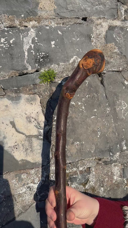 Blackthorn Shillelagh with Large Rugged Handle – 94 cm (37”)