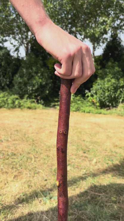 Small Chunky Blackthorn Shillelagh – 82.5 cm (32.5”)