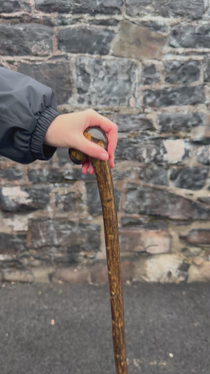 Luxury Hazel Walking Stick with Large Cylindrical Knob Head – 106 cm (41.7”)