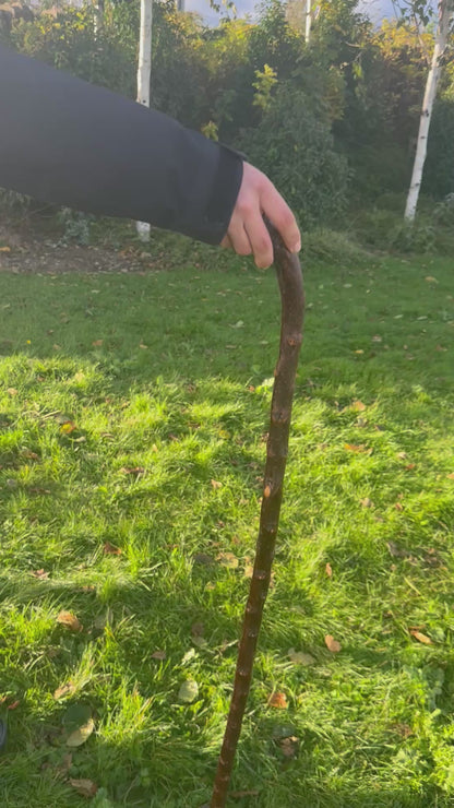 Sold - Blackthorn Walking Stick with Small Curved Handle – 98cm