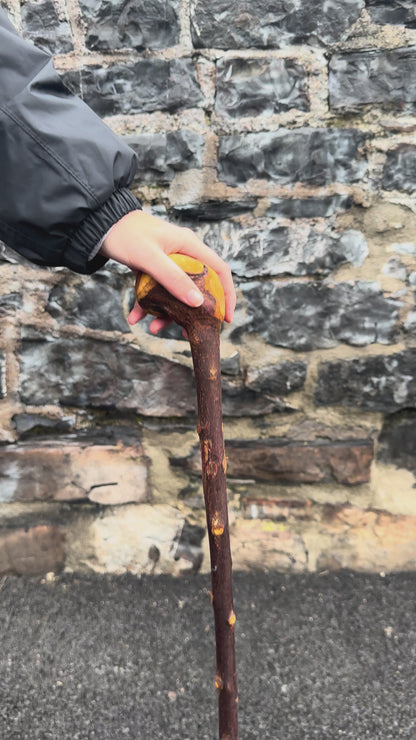 Rootball Blackthorn Walking Stick with Natural Character – 89 cm (35”)