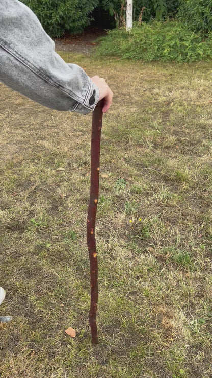 Chunky Blackthorn Shillelagh Knob Stick – 93 cm (36.6”)