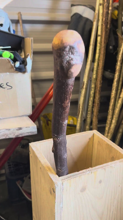 Tall Blackthorn Shillelagh with Knotted Shaft – 111 cm (43.7”)