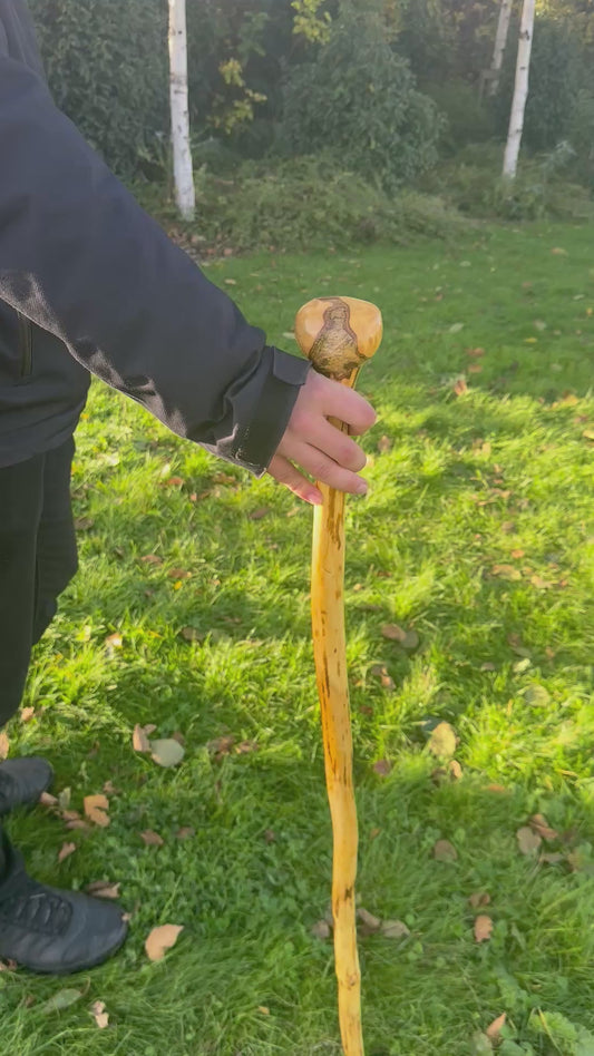 Hazel Walking Stick with Round Handle – 98cm