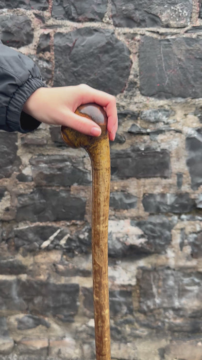 Hazel Walking Stick with Knob Finish – 100 cm (39.4”)