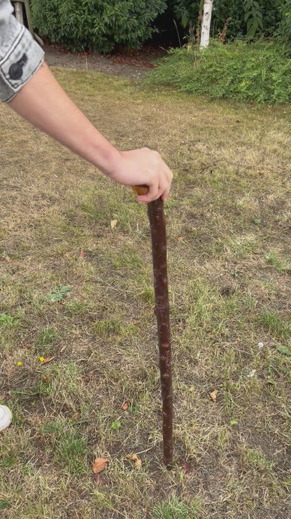 Chunky Blackthorn Shillelagh Knob Stick – 92.7 cm (36.5”)