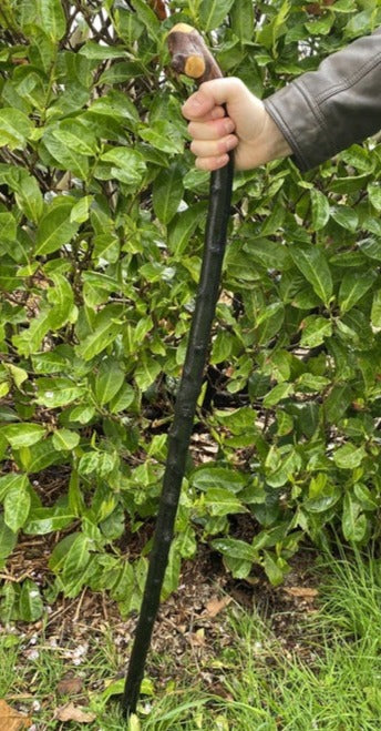 Blackthorn Walking Stick