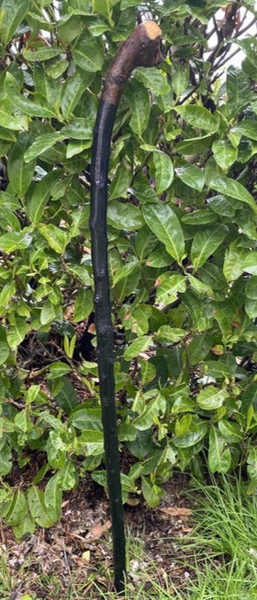 Blackthorn Walking Stick