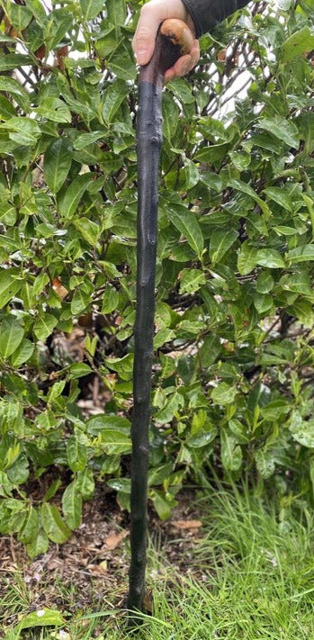 Blackthorn Walking Stick