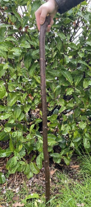 Blackthorn Walking Stick