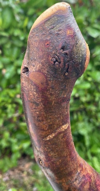 Blackthorn Walking Stick