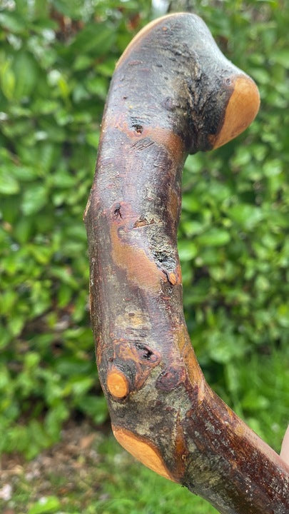 Blackthorn Walking Stick