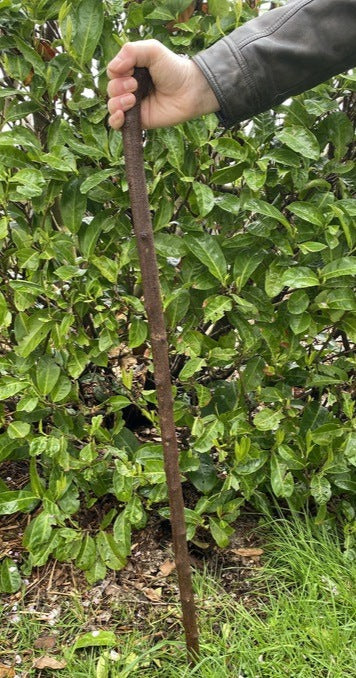Blackthorn Stick #16 | Irish Walking Sticks
