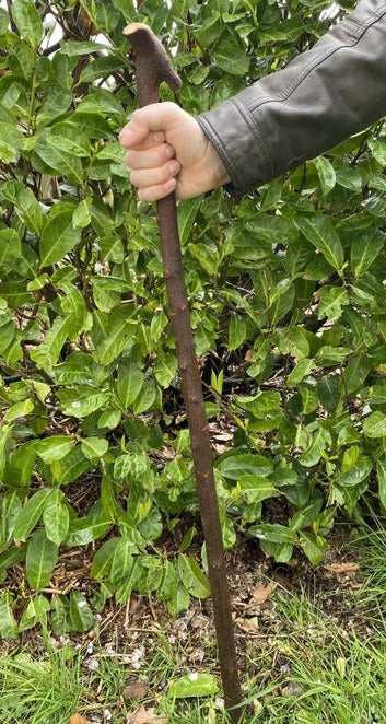 Blackthorn Walking Stick