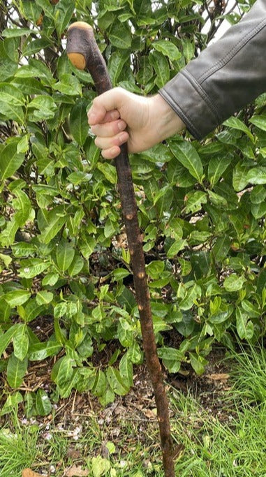 Blackthorn Walking Stick