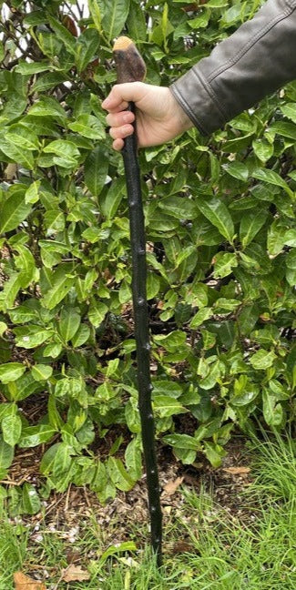 Blackthorn Walking Stick Medium