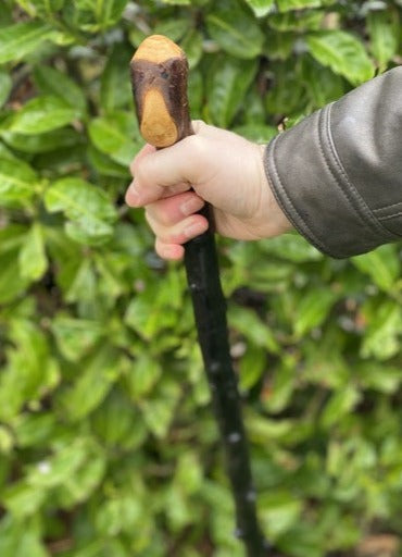 Blackthorn Walking Stick Medium