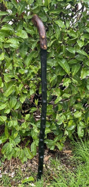 Blackthorn Walking Stick Large