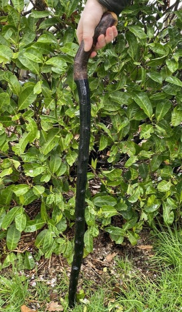 Blackthorn Walking Stick Large