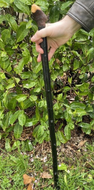 Blackthorn Walking Stick Medium